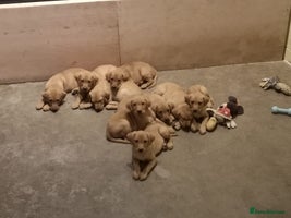 Labrador Retriever dogs Finding a home for Nemo (Foxred Labrador puppy) - Advert 1