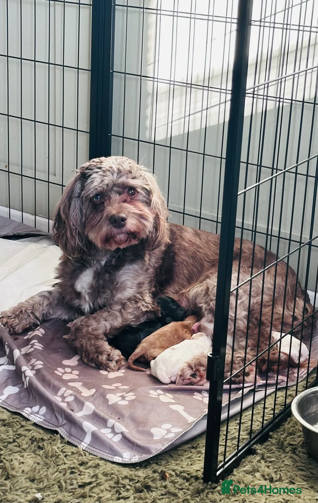 Cockapoo dogs for sale: Beautiful F2 Cockapoo Puppies - Advert 16