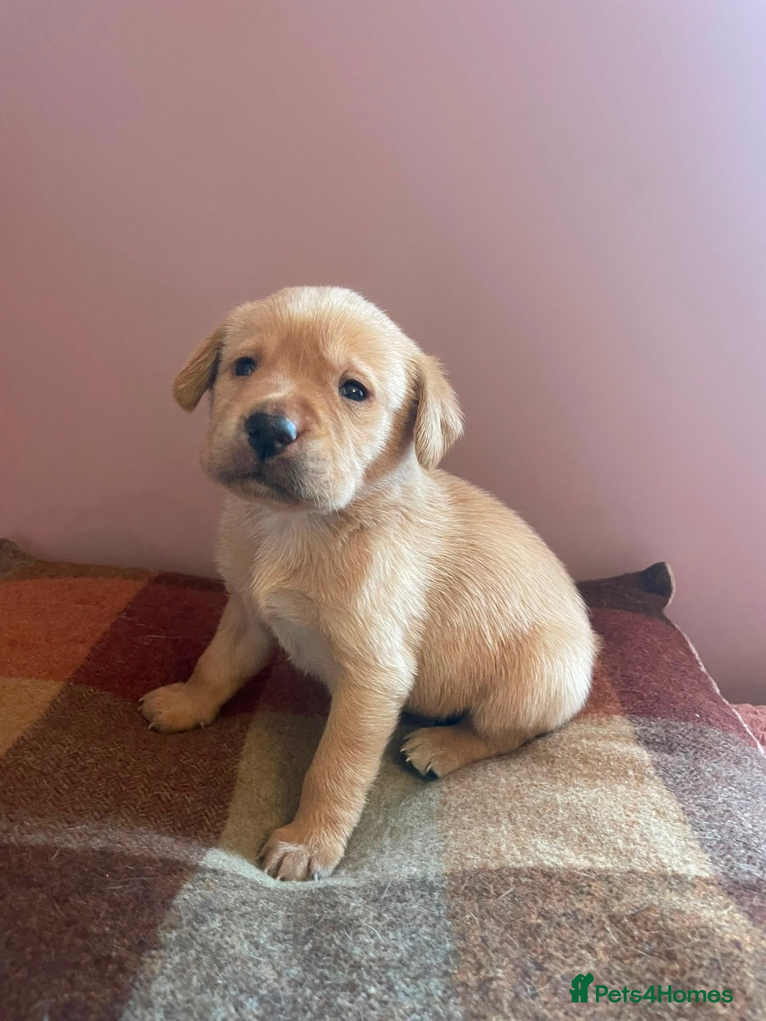 Labrador Retriever dogs KC Reg Labrador Retriever Puppies  - Advert 1