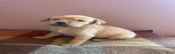 Labrador Retriever dogs for sale: KC Reg Labrador Retriever Puppies  - Advert 1