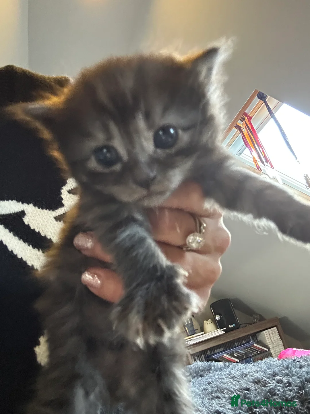 Bengal cats for sale: Bengal x Maine coon  - Advert 2