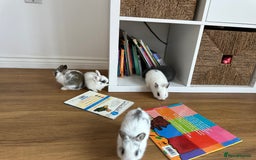 Dwarf Lop rabbits for sale: Bunnies for Sale - Image 5