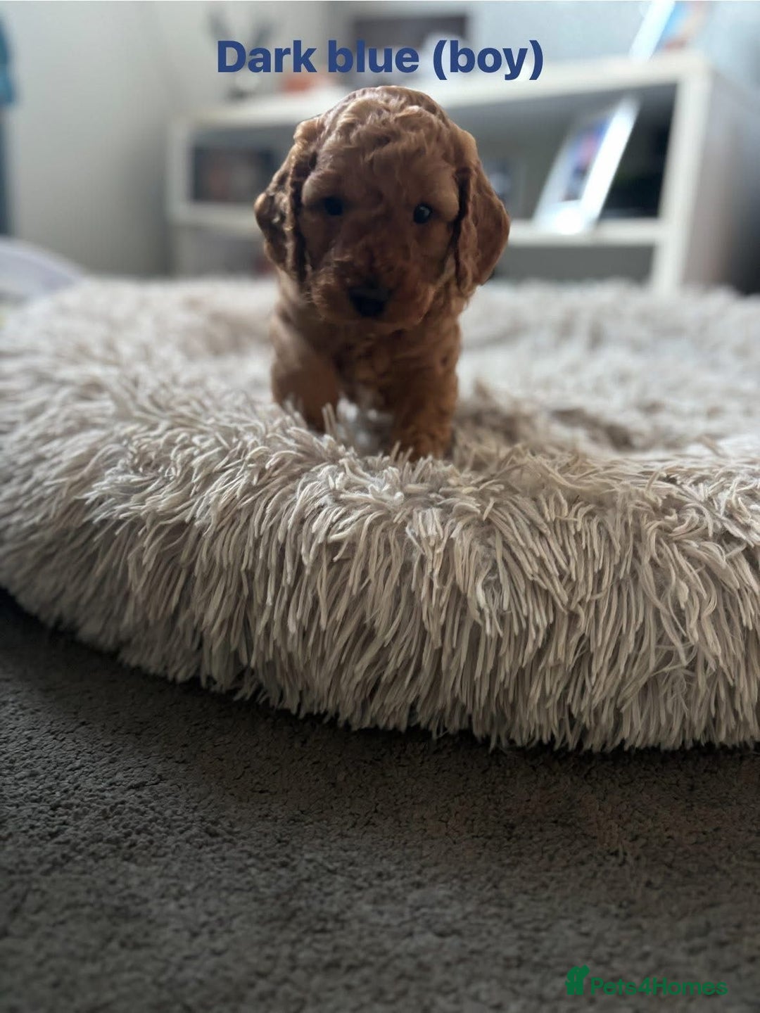 Cockapoo dogs for sale: Beautiful cockapoo puppies  - Advert 11
