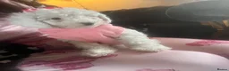 Cockapoo dogs for sale: Stunning cockapoo puppys  - Advert 9
