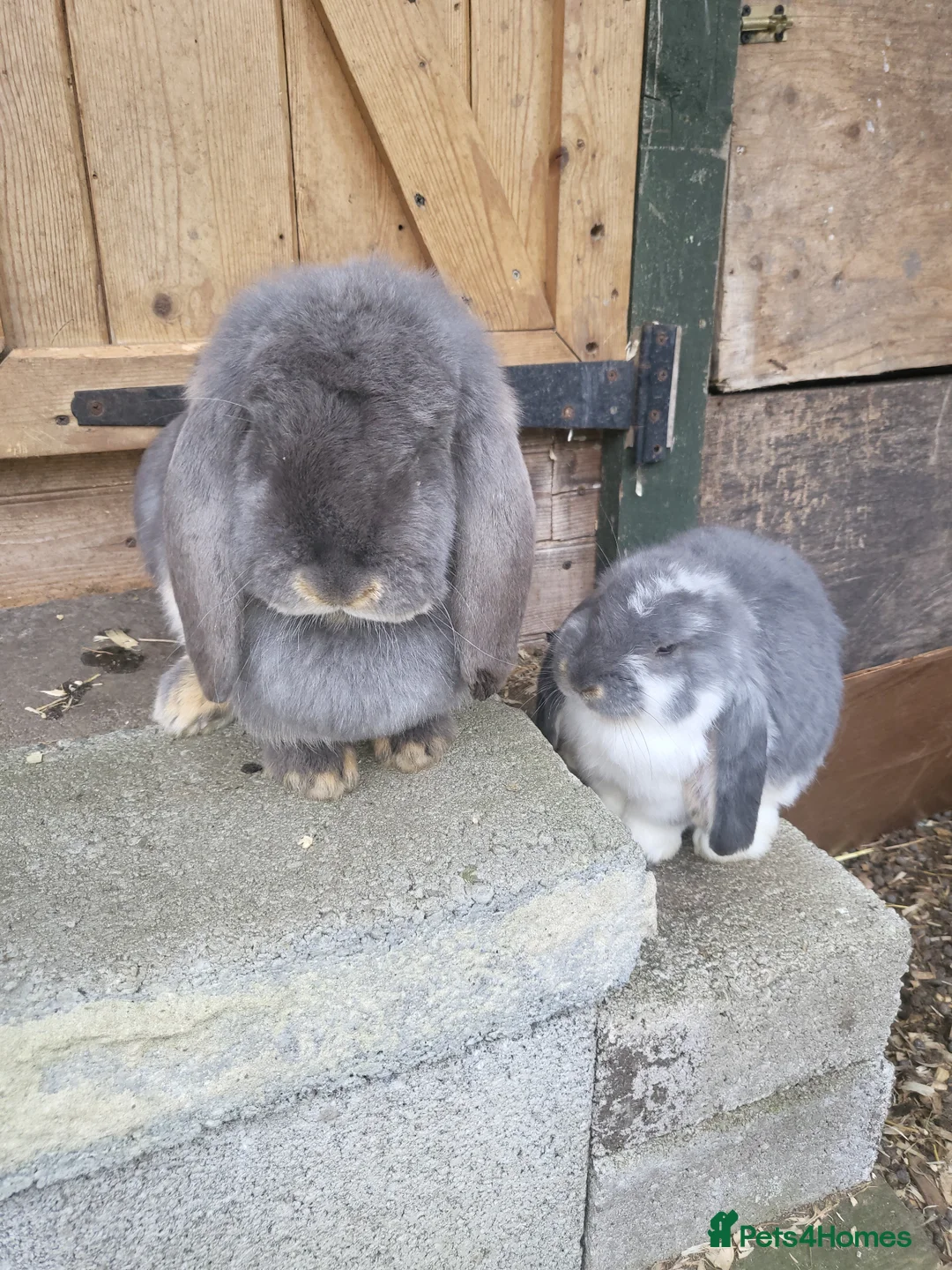 French Lop rabbits for sale: Giant french lops - Advert 2