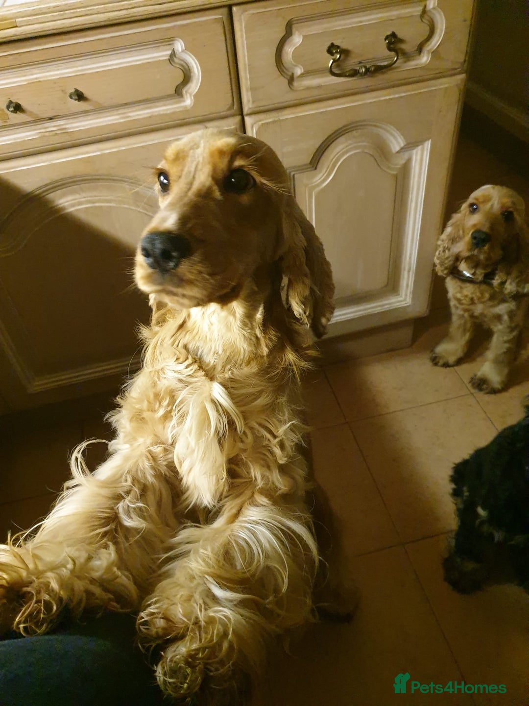 Cocker Spaniel dogs for sale: Golden English Show Cocker Spaniel puppies - Image 7