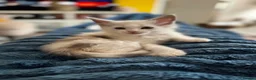 Maine Coon cats for sale: 🐾 Beautiful Maine Coon kittens  - Advert 4
