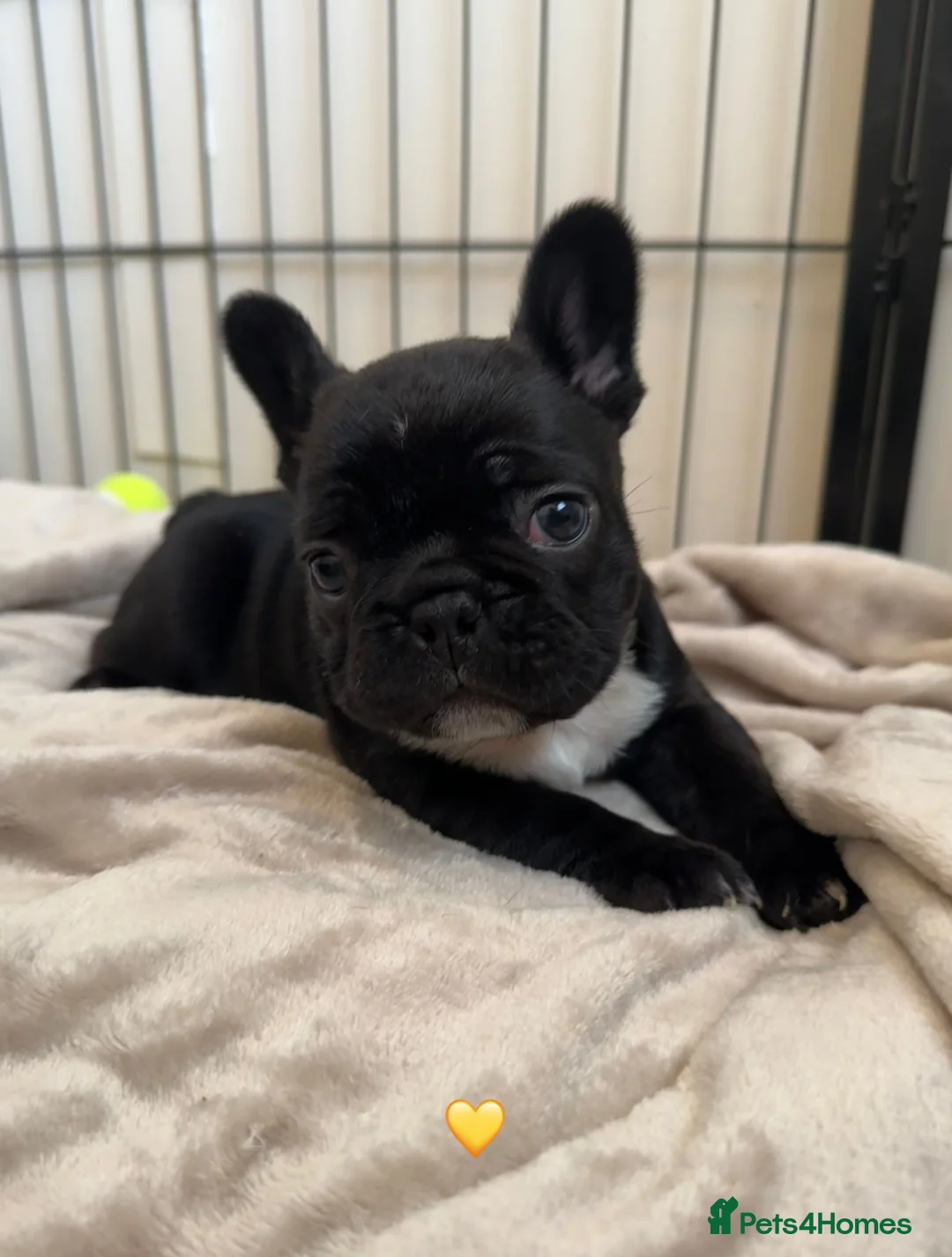 French Bulldog dogs for sale: French Bulldog Puppies - Advert 10