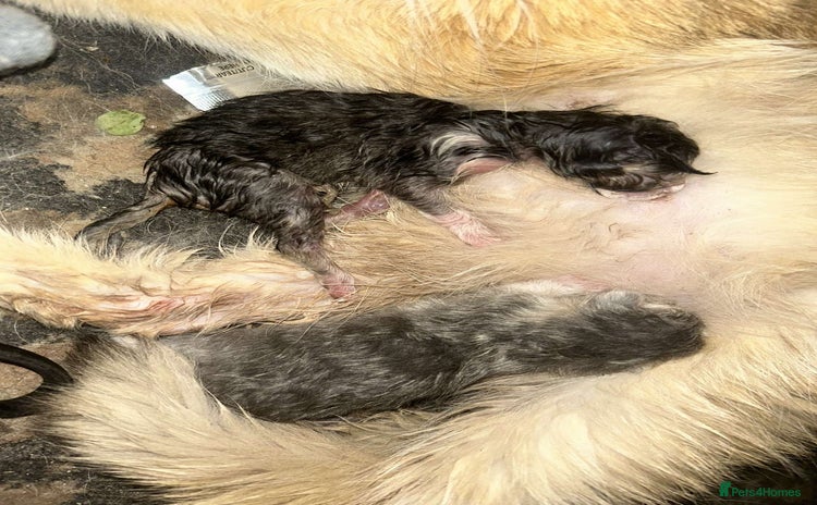 British Shorthair cats - Advert 1