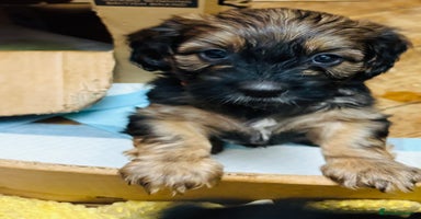 Mixed Breed dogs - Advert 5
