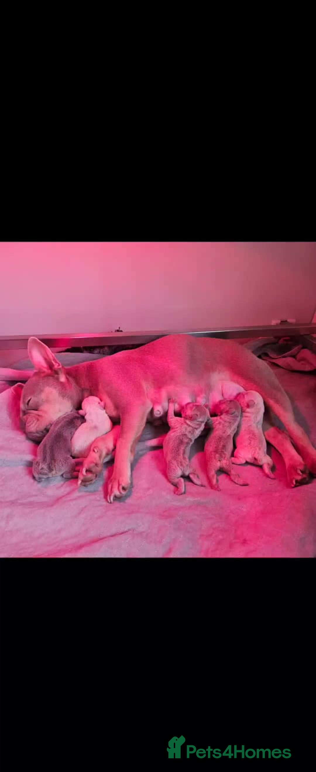 French Bulldog dogs for sale: Beautiful health clear French bulldogs - Advert 7