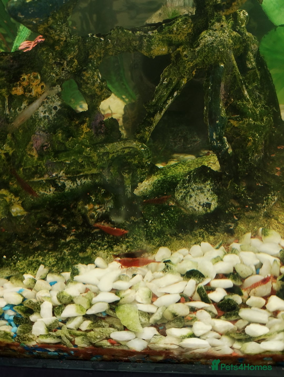 Mollies fish for sale: Young Mollies, endlers and cherry shrimp.  - Advert 5