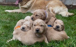 Golden Retriever dogs for sale: OUTSTANDING PEDIGREE GOLDEN RETRIVER PUPPIES KC - Image 9