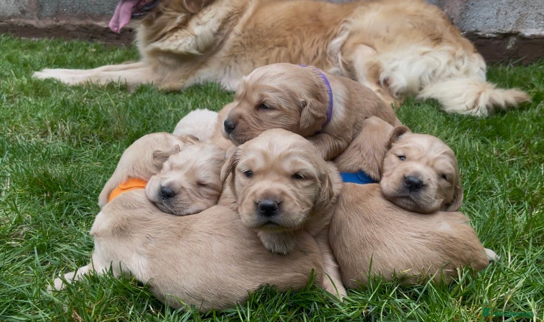 Golden Retriever dogs for sale: OUTSTANDING PEDIGREE GOLDEN RETRIVER PUPPIES KC - Image 9