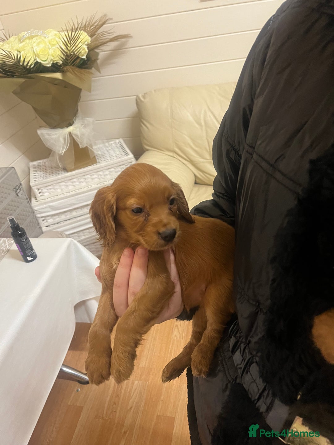 Cocker Spaniel dogs for sale: Stunning Cocker Spaniel Puppies - Advert 19