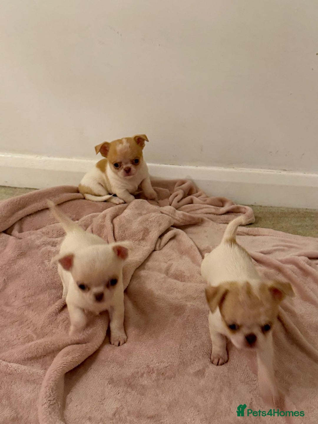 Chihuahua dogs for sale: Kc chihuahua puppies Russian and Ukraine lines - Advert 14