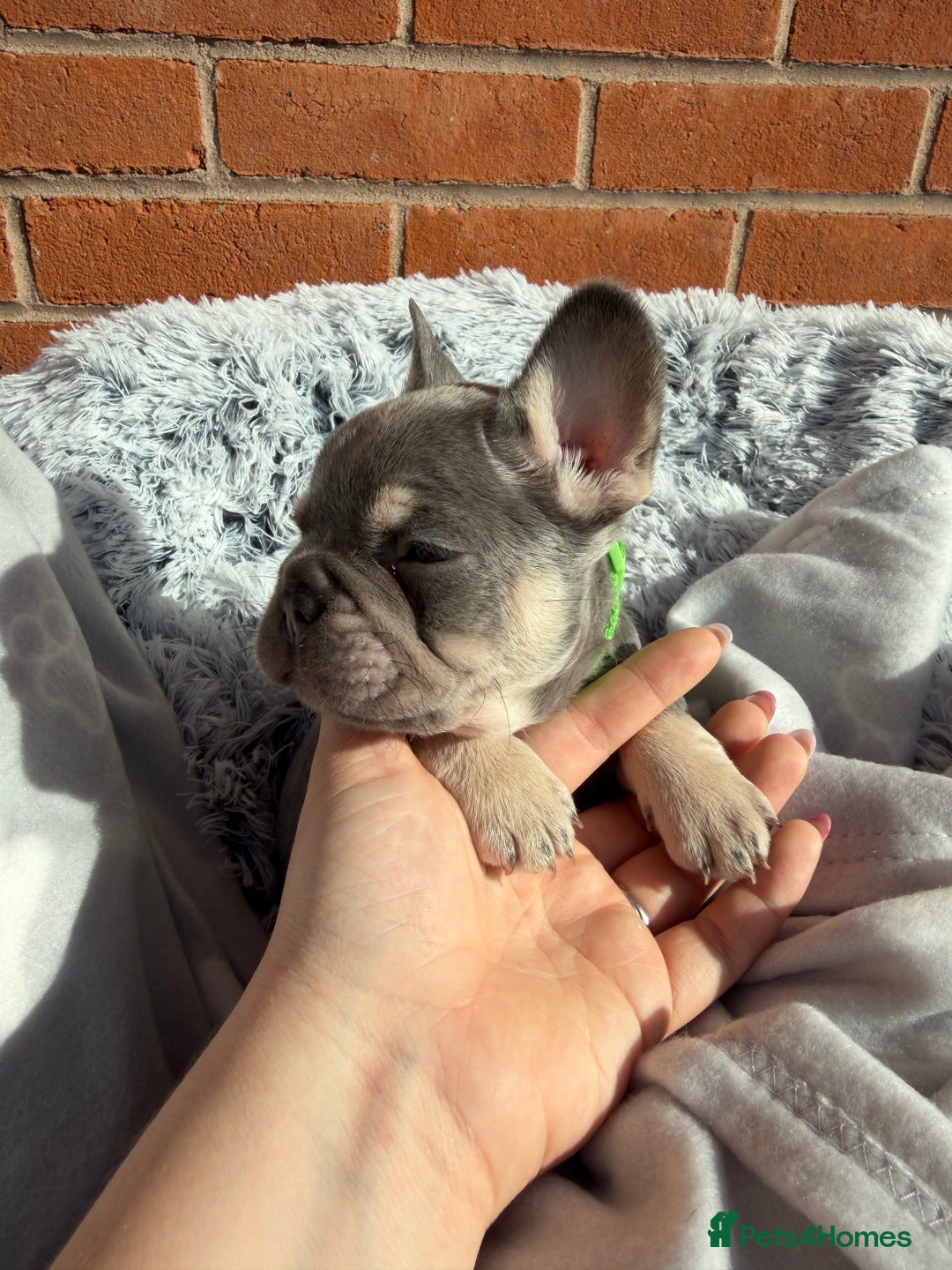 French Bulldog dogs for sale: 7 BEAUTIFUL FRENCHIE PUPPIES FOR SALE 🐾🐶  - Image 23
