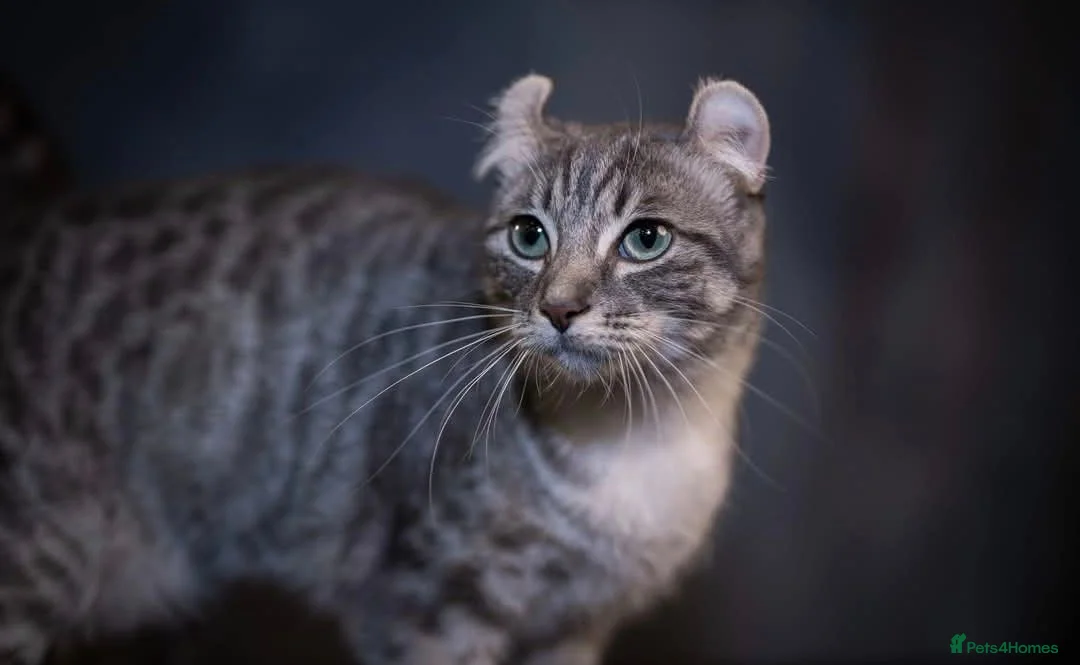 American Curl cats for sale: Pure American curl kittens  - Advert 2