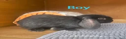 Mini Lion Lop rabbits for sale: Mini Lion Lop baby bunnies For Sale - Advert 9