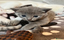 Mixed Breed cats for sale: Gorgeous White/Tabby Kitten   - Image 4
