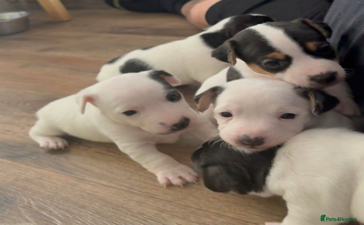 Jack Russell dogs - Advert 1
