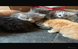 Persian cats for sale: Persian kittens - Image 2