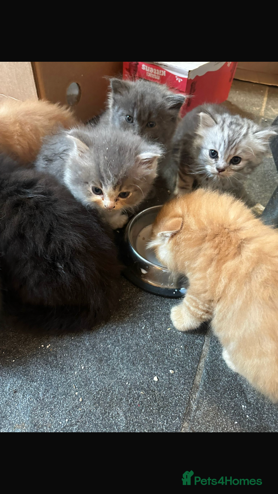 Persian cats for sale: Persian kittens - Image 2