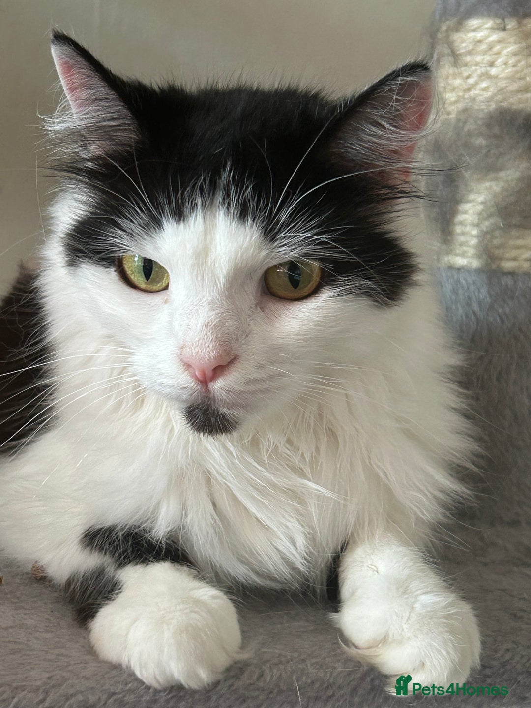 British Longhair cats for sale: Sheila - Domestic Longhair  - Image 2