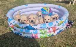 Golden Retriever dogs for sale: Outstanding KC Golden Retriever Puppies  - Image 10