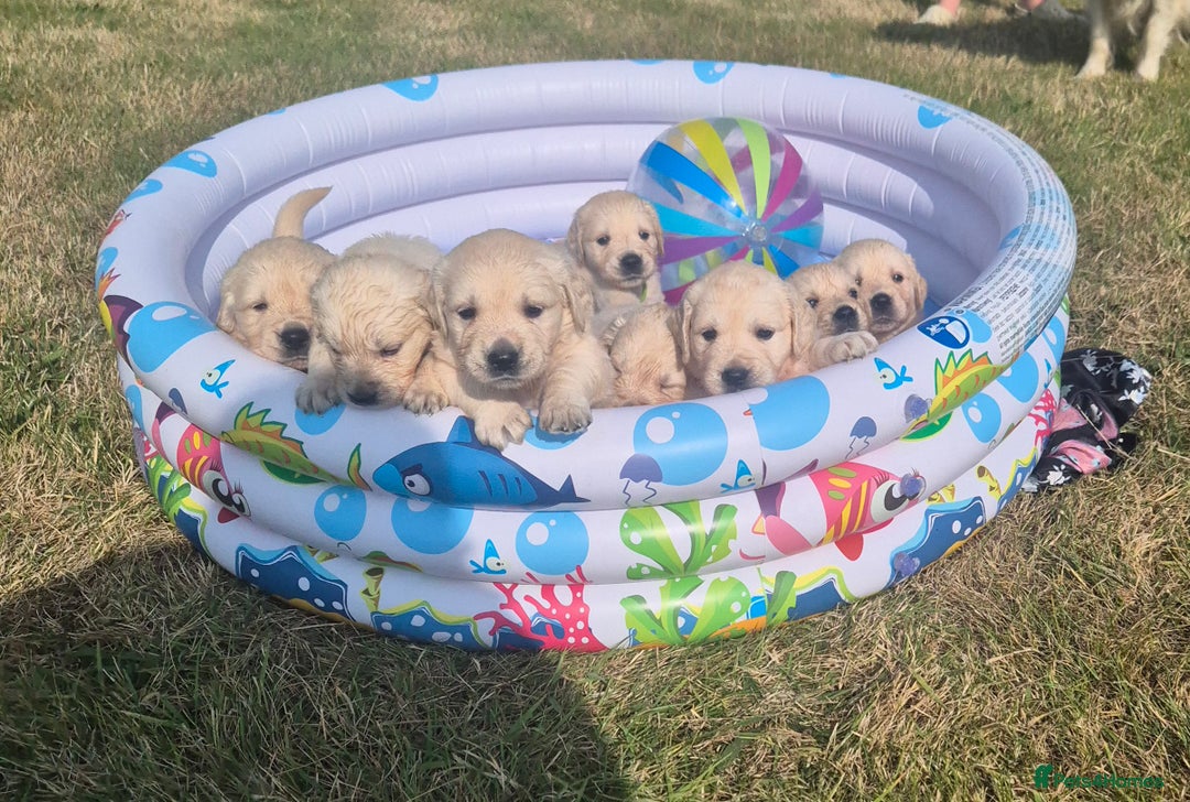 Golden Retriever dogs for sale: Outstanding KC Golden Retriever Puppies  - Image 10