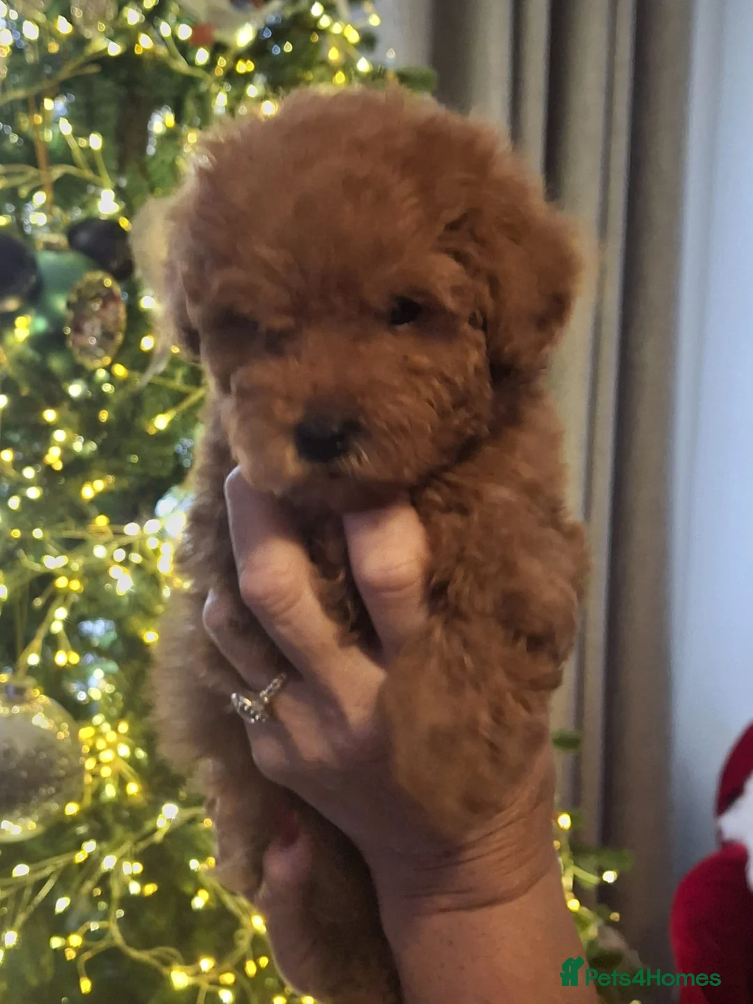 Maltipoo dogs for sale: 2 boys - Advert 7