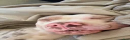 American Bully dogs for sale: Pedigree pocket bully champagne mearl - Advert 3
