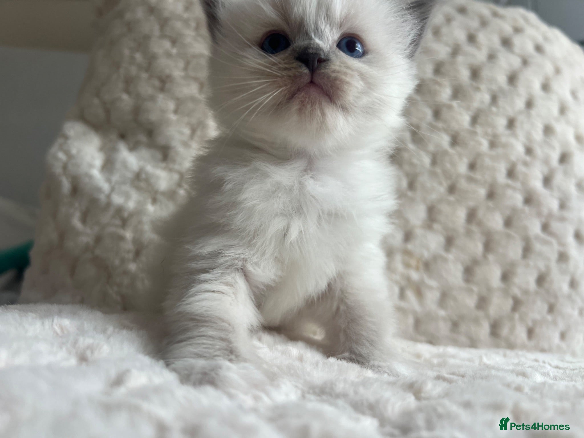 Ragdoll cats Ragdoll kittens ready September  - Advert 1