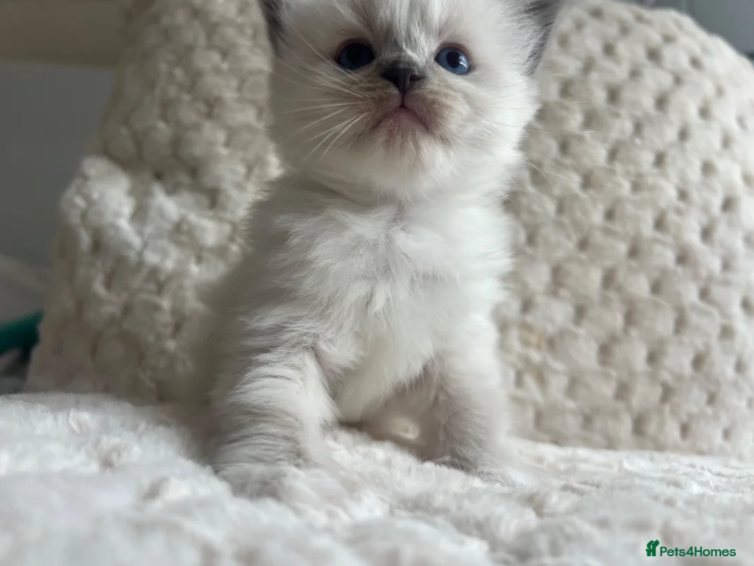 Ragdoll cats for sale: Ragdoll kittens ready September  - Advert 1