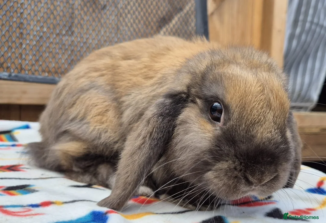 Mini Lop rabbits for sale: mini lops  2 does 1 buck and 1 lion lop buck left  - Advert 4