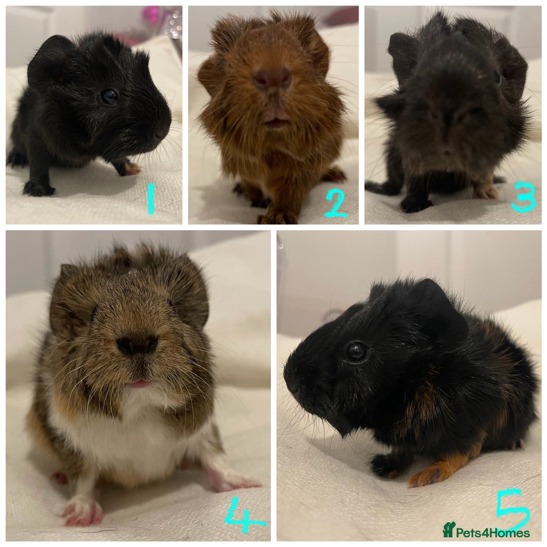 Guinea Pig rodents for sale: Baby Guinea Pig Boars - Image 2
