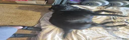 Labrador Retriever dogs for sale: KC Registered Black Labrador Puppies - Advert 7