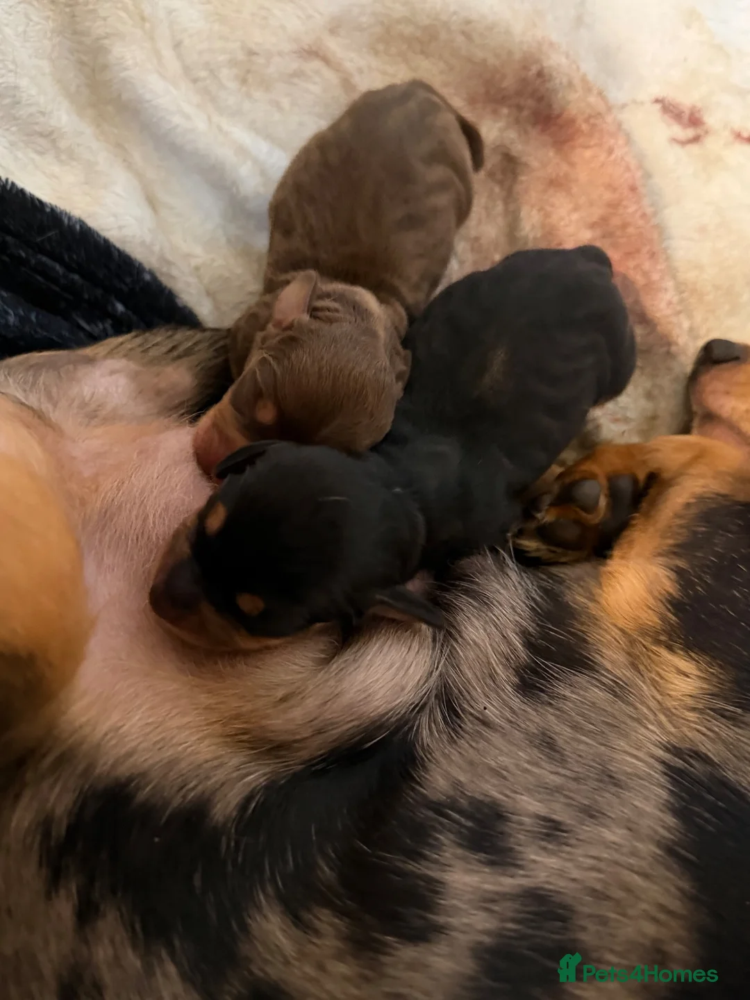 Miniature Dachshund dogs for stud: KC Registered Isabella & Tan Stud - Advert 2