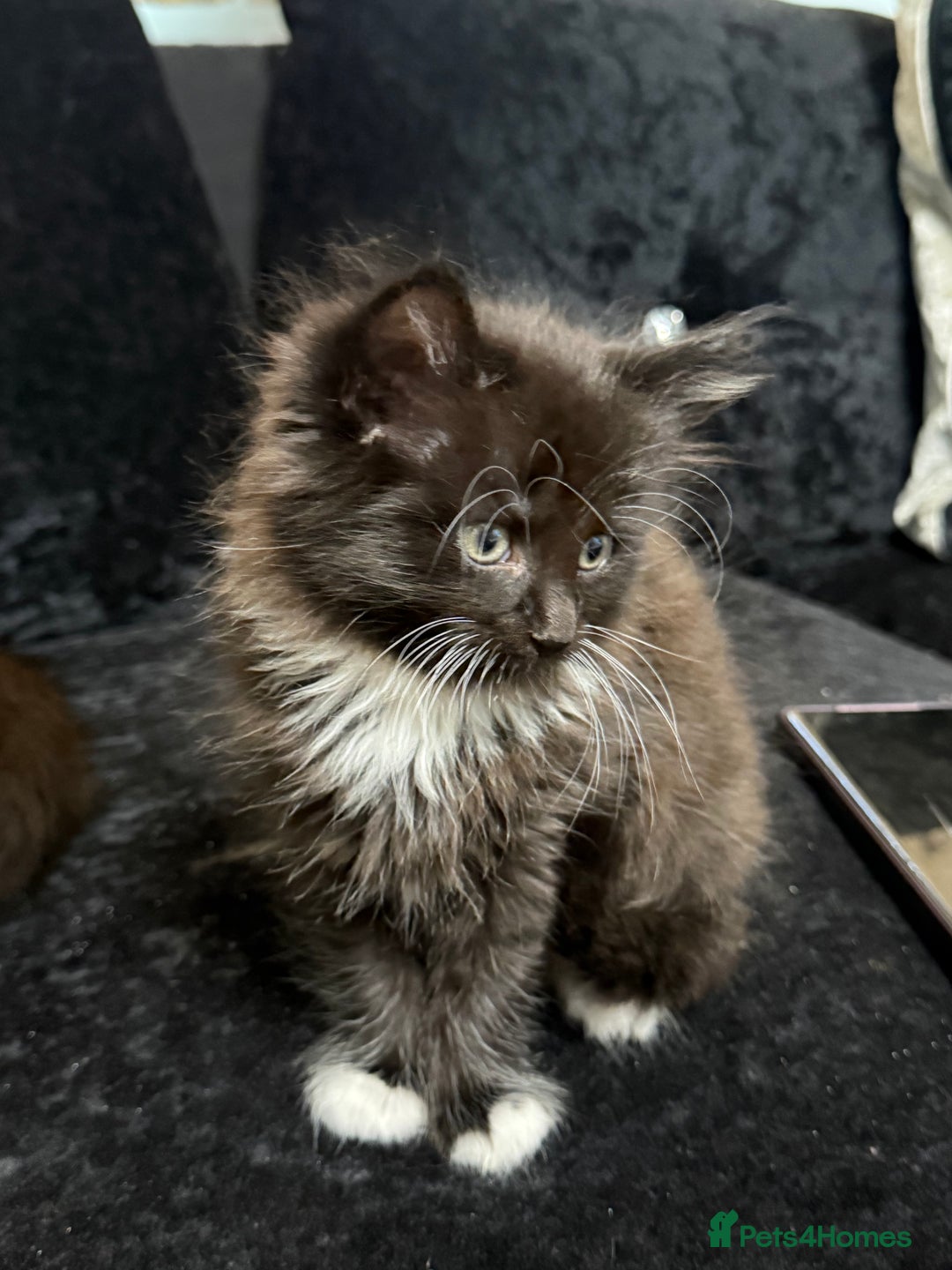 Maine Coon cats for sale: Half Mainecoon and Half British Shorthair  - Advert 22