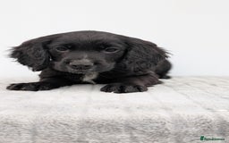 Cocker Spaniel dogs for sale: Cracking Cocker Pups - Image 3