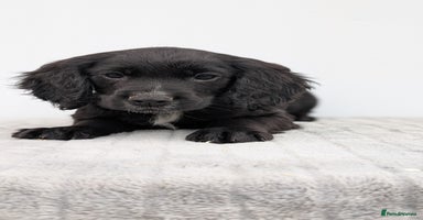 Cocker Spaniel dogs - Advert 16