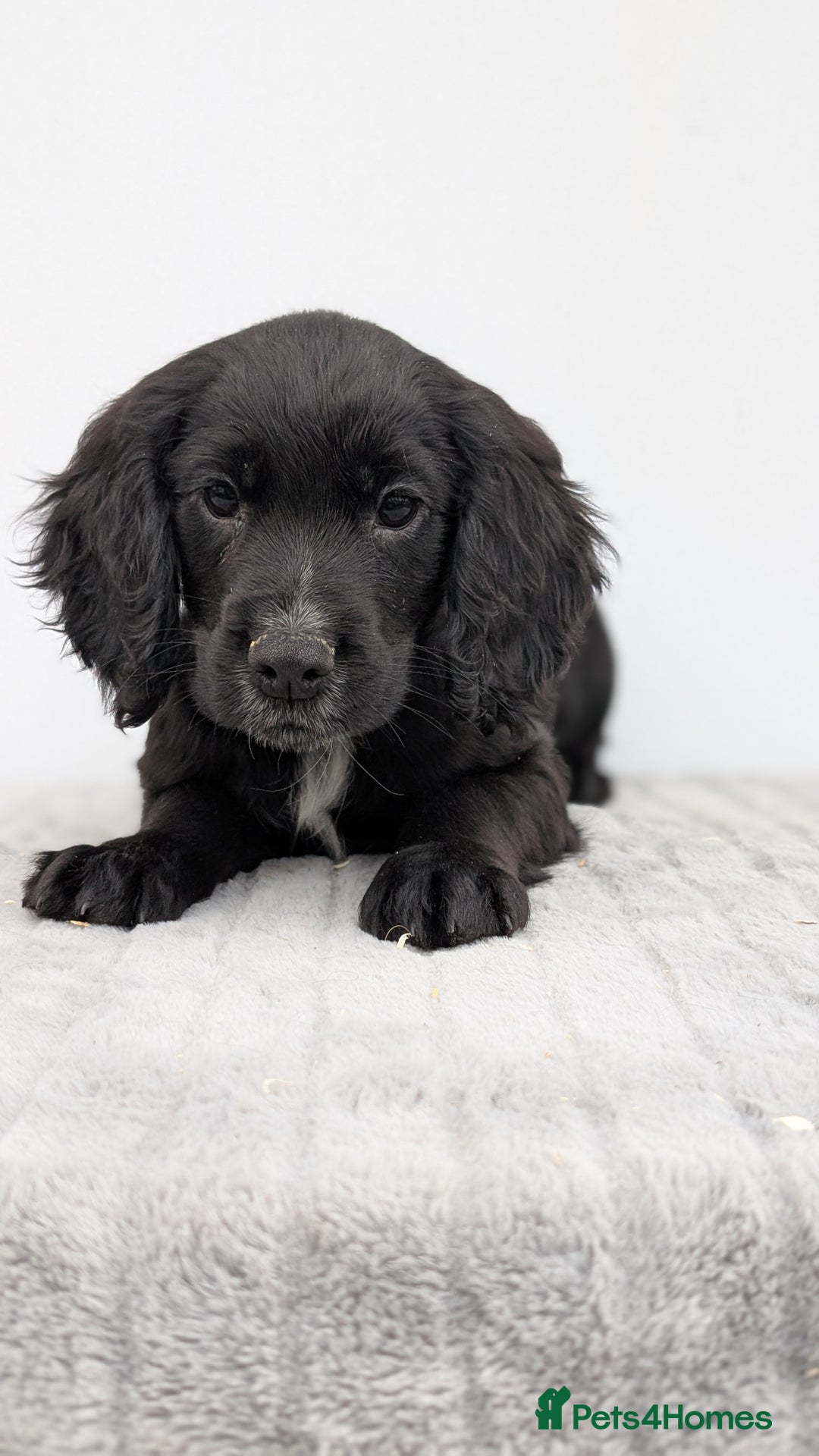 Cocker Spaniel dogs for sale: Cracking Cocker Pups - Image 3