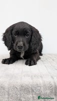Cocker Spaniel dogs - Advert 16