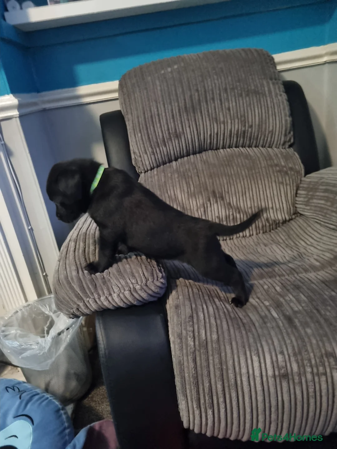 Mixed Breed dogs for sale: 3 xx Stunning Girls Left Staffador Puppies  - Advert 5