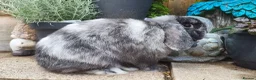 Mini Lop rabbits for sale: Beautiful black magpie mini lop buck  - Advert 6