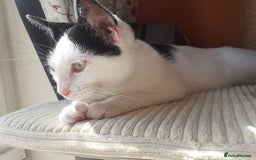 Domestic Shorthair cats for sale: Beautiful girl  - Image 4