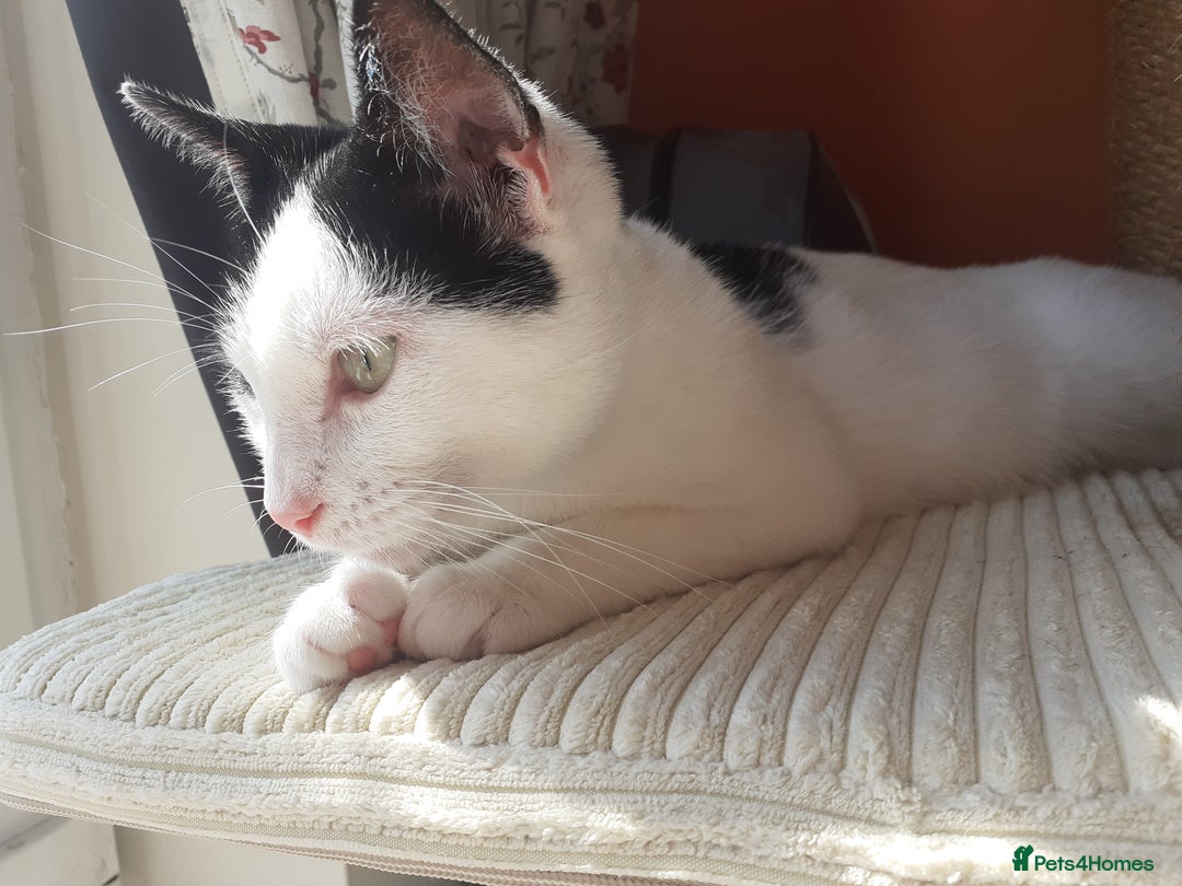 Domestic Shorthair cats for sale: Beautiful girl  - Image 4