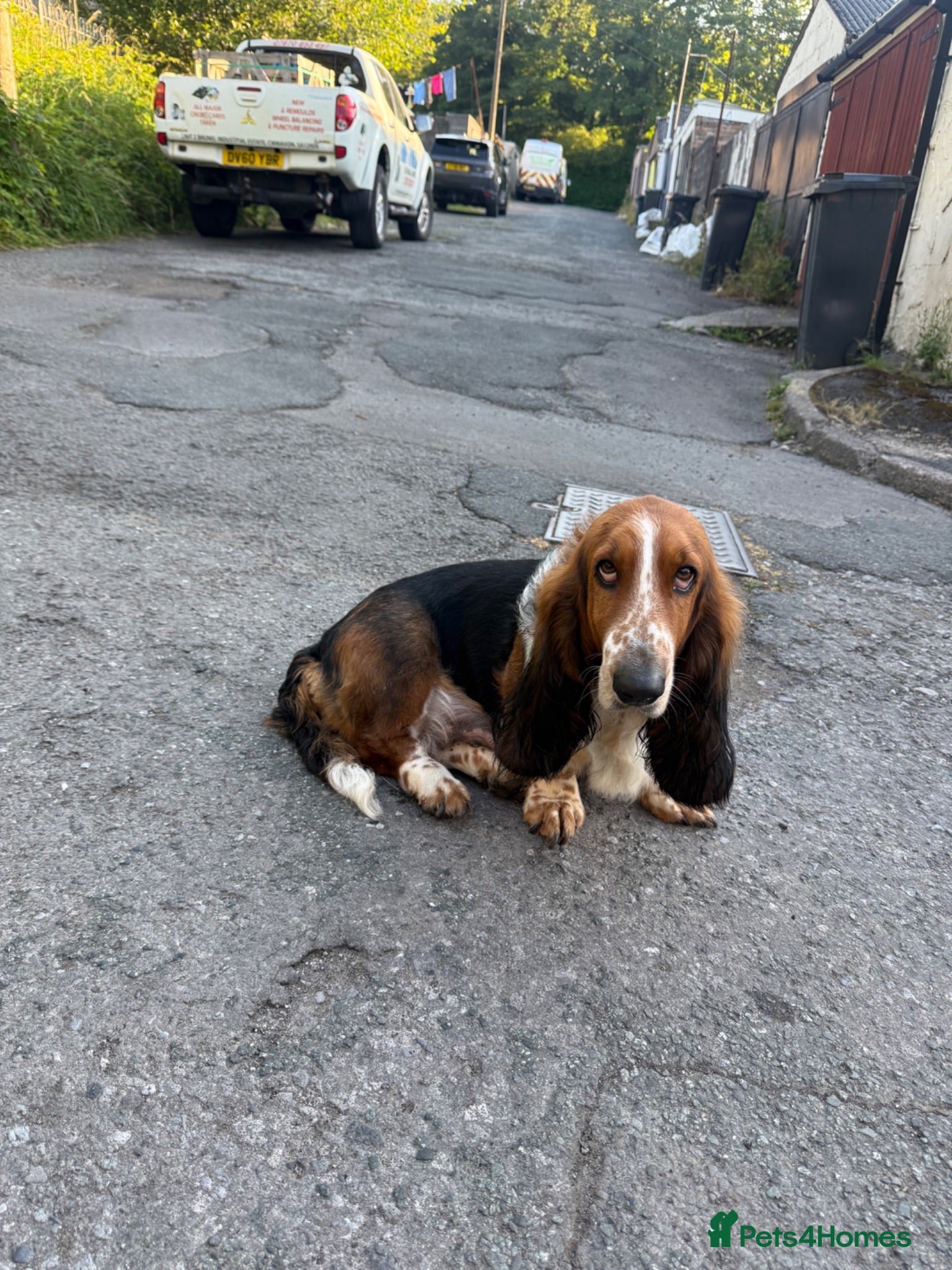 Basset Hound dogs Long haired basset hound puppies - Advert 15