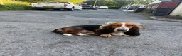 Basset Hound dogs for sale: Long haired basset hound puppies in Port Talbot - Advert 1
