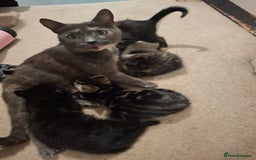 Mixed Breed cats for sale: Kittens for sale! - Advert 10